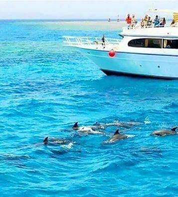 Dolphin house trip Hurghada