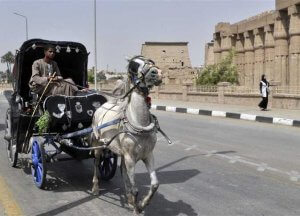 alauxor City tour by horse carriage